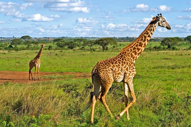 Nairobi National Park Safari Tour - Logistics