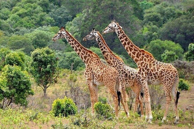 Nairobi National Park Safari With a Visit to Giraffe Center. - Pricing and Booking Details