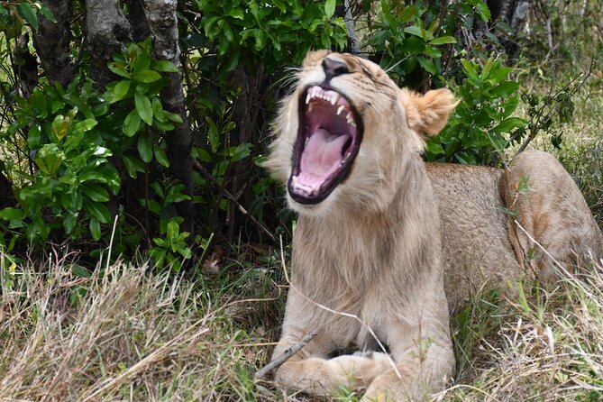 Nairobi National Park Shared Tour - Tour Details