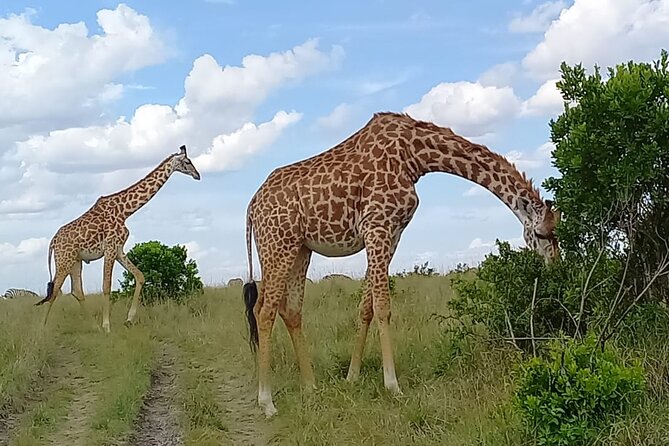 Nairobi National Park Sun Rise Game Drive With Pickup & Drop-Off - Tour Highlights and Inclusions