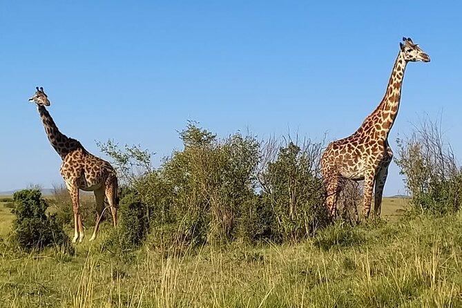 Nairobi National Park Sun Rise Game Drive With Pickup & Drop-Off - Pickup and Meeting Information