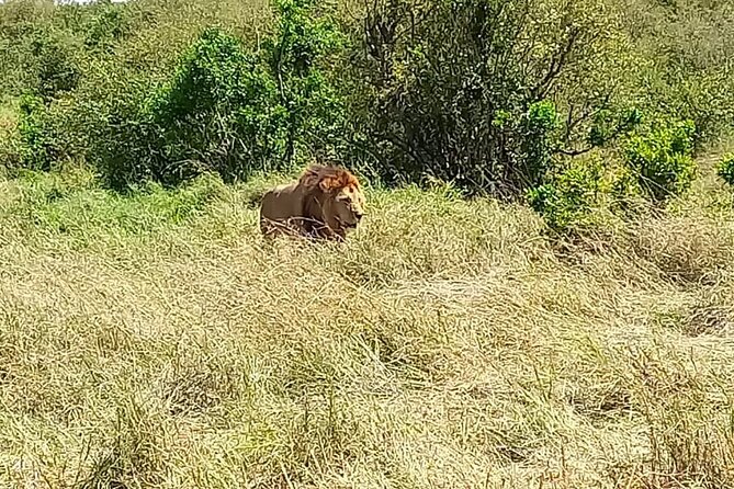 Nairobi National Park Sun Rise Game Drive With Pickup & Drop-Off - Additional Details for Consideration