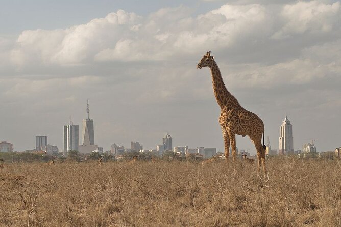 Nairobi National Park Tour - Additional Information