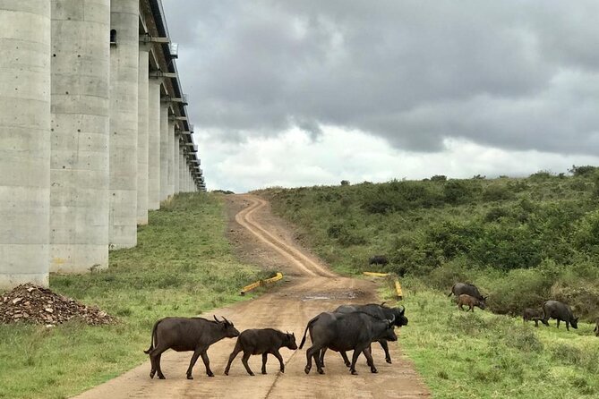 Nairobi National Park Tour - Pickup Details