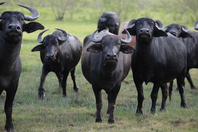 Nairobi National Park Tour - Pickup Information