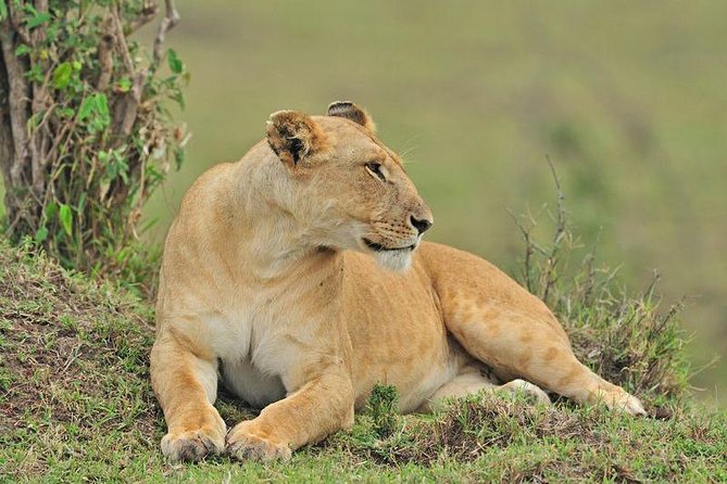 Nairobi National Park Tour - Important Notes