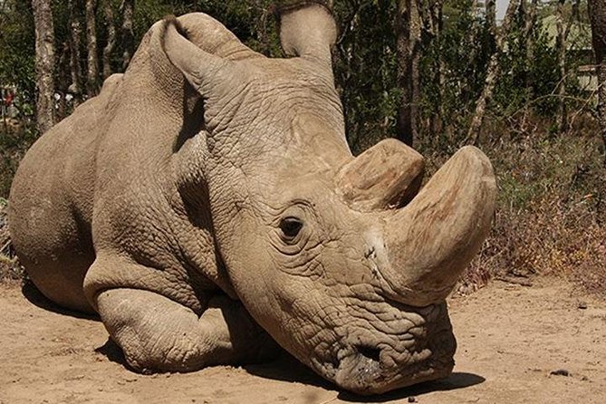 Nairobi National Park Tour - Frequently Asked Questions