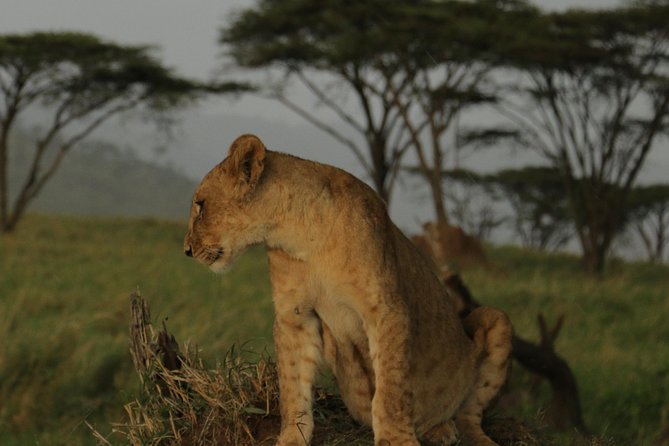 Nairobi National Park Tour - Group Size Limit