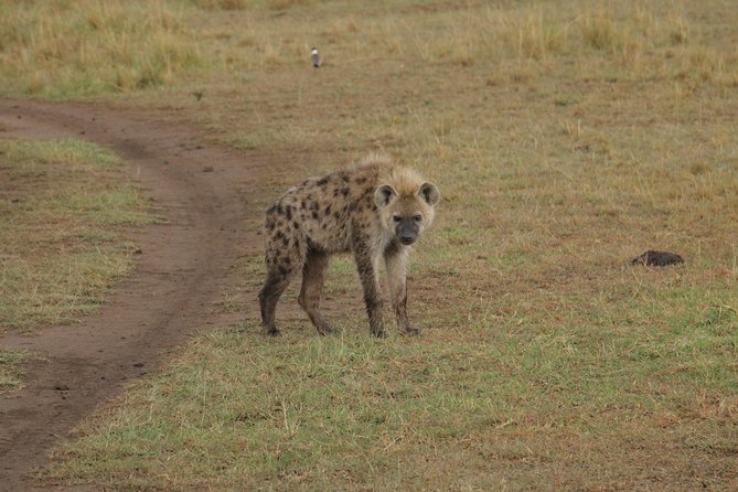Nairobi National Park Tour - Price and Reviews