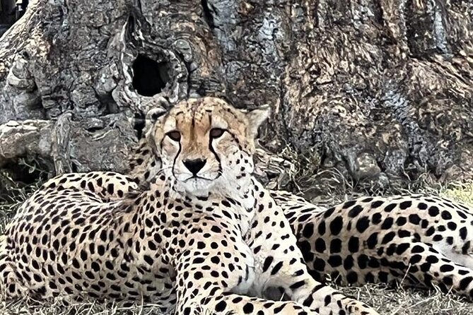 Nairobi National Park Tour From 0600hrs - 1130hrs or From 1300hrs - 1800hrs - Tour Overview