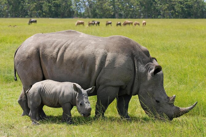 Nairobi National Park Tour With Game Drive and Transfer - Good To Know