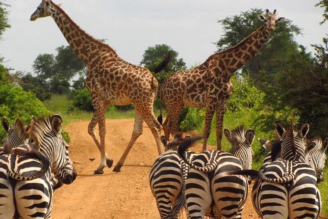 Nairobi National Park Tour With Game Drive and Transfer - Entrance Fees