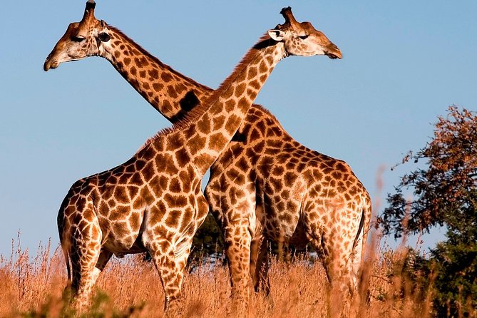 Nairobi National Park Tour With Game Drive and Transfer - Price Details