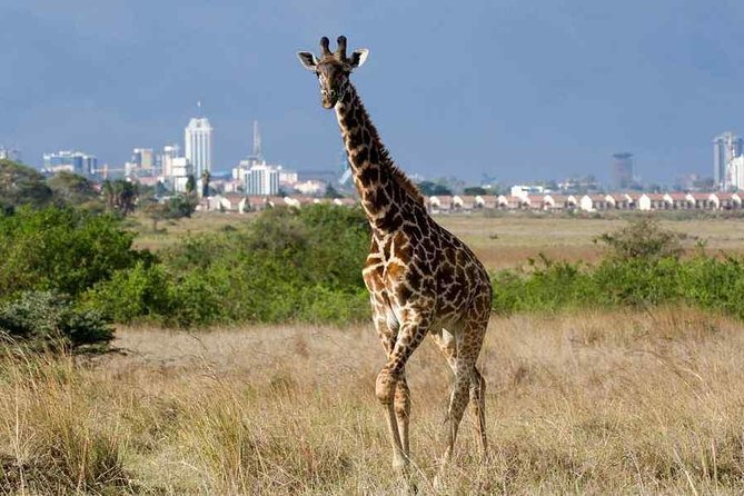 Nairobi National Park,Elephant Orphanage, Giraffe Center and Karen Blixen Museum - Frequently Asked Questions