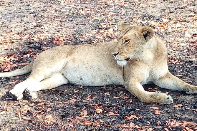 Nairobi Orphanage Half Day Tour - Pricing Details