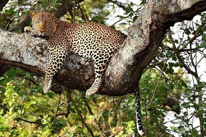 Nairobi Park, Steamark Birds, Girraffe Center & Bomas - Exploring David Sheldrick Orphanage