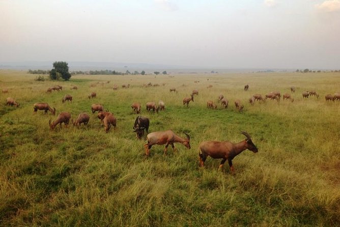 Nairobi Park, Steamark Birds, Girraffe Center & Bomas - Giraffe Centre Experience