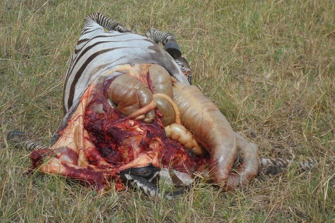 Nairobi Park Tour 6.A.M-11.Am - Pickup Options