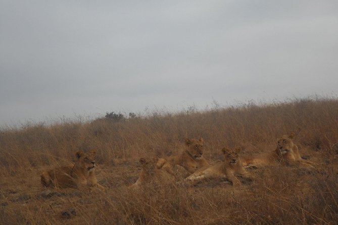 Nairobi Park Tour 6.A.M-11.Am - Booking Process