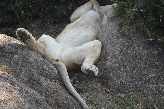 Nairobi Park Tour 6.A.M-11.Am - Additional Information