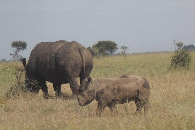 Nairobi Park Tour 6.A.M-11.Am - Operator Details
