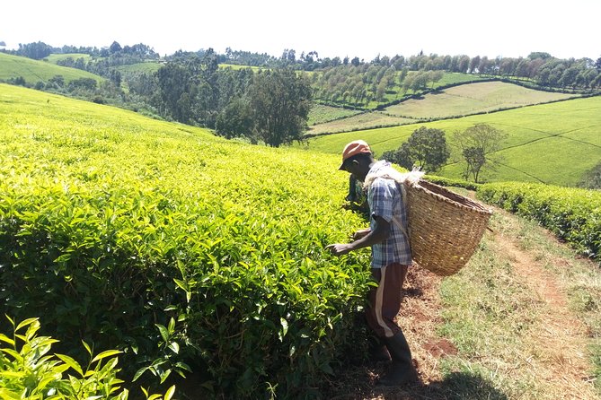Nairobi to Kiambethu Tea Farm Tour - Reviews