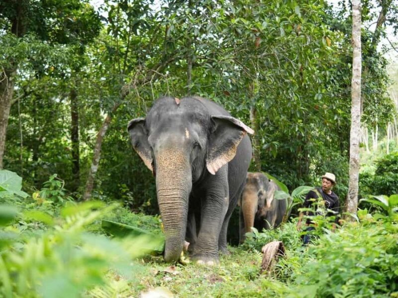 Naithon: Heart to Trunk - A Phuket Elephant Care Experience - The Sum Up