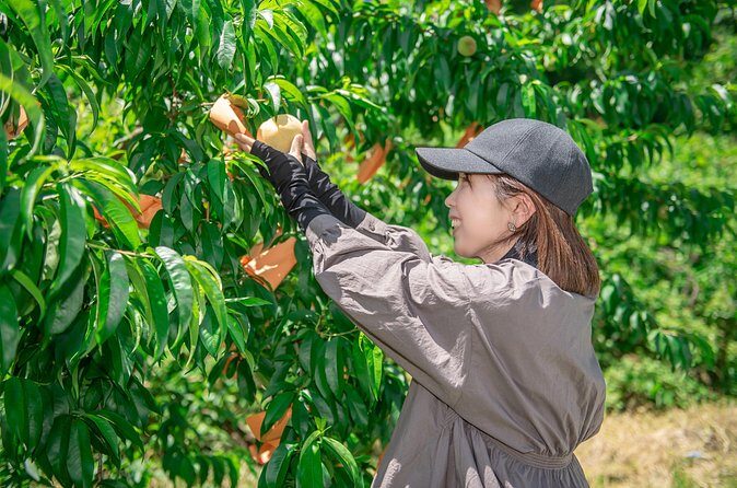 Nakatsu Orchard Fruit Tasting Tour - Is It Worth the Price?