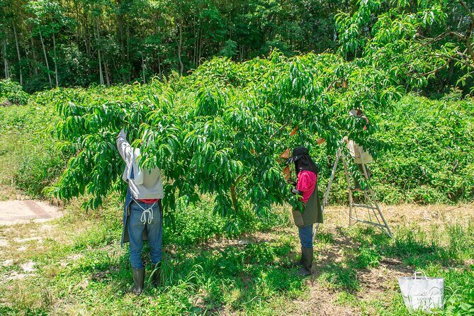 Nakatsu Orchard Fruit Tasting Tour - Who Should Consider This Tour?