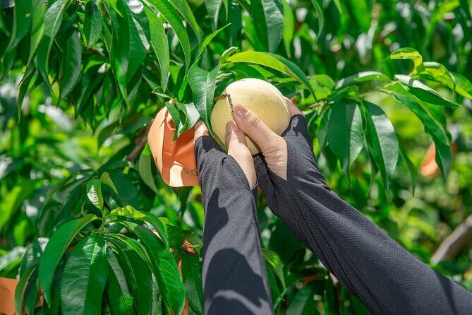 Nakatsu Orchard Fruit Tasting Tour - Frequently Asked Questions (FAQs)