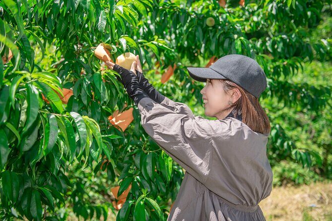 Nakatsu Orchard Fruit Tasting Tour - Final Thoughts