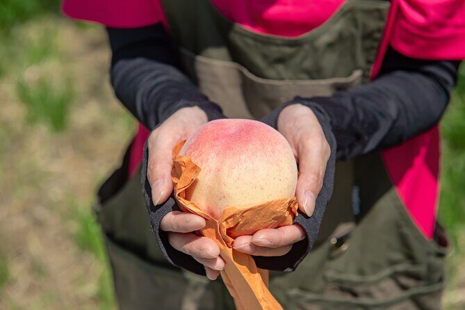Nakatsu Orchard Fruit Tasting Tour - Good To Know