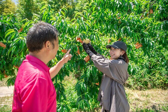 Nakatsu Orchard Fruit Tasting Tour - Discovering Okayama’s Peach Paradise
