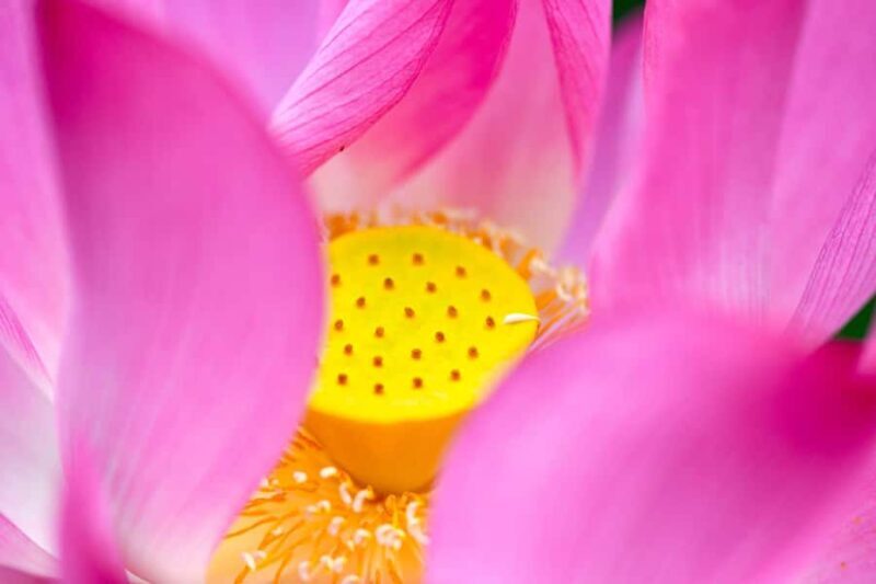 Nakhon Pathom: Lotus Pond Boat Ride and Temple Tour - Who Will Love This Tour?