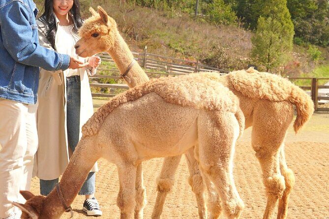 Nami, Alpaca, Petite France, Morning Calm Begonia One Day Tour - Practical Aspects of the Tour