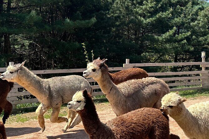 Nami, Alpaca, Petite France, Morning Calm Begonia One Day Tour - Final Word