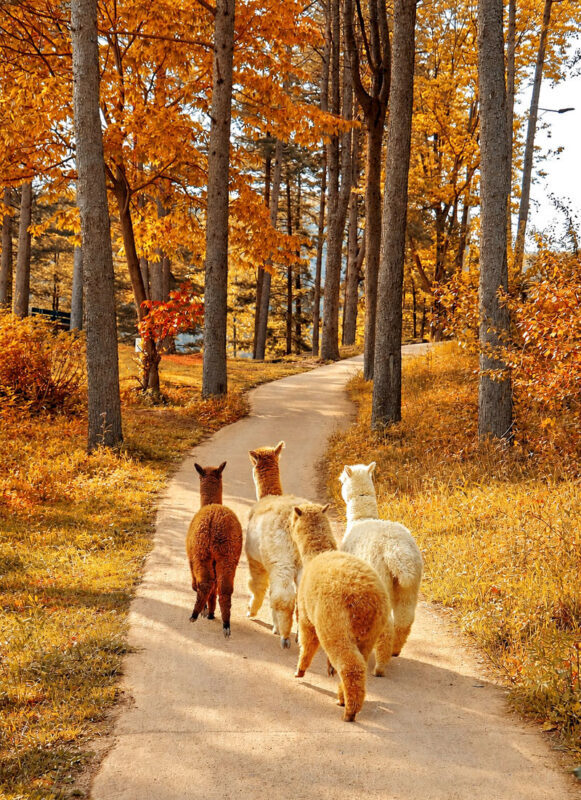 Nami Island All-in-One: Alpaca, Rail Bike,Garden Morning Calm & more - Nami Island: make room for a walk