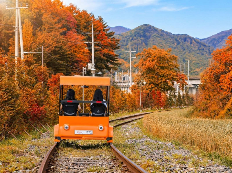 Nami Island All-in-One: Alpaca, Rail Bike,Garden Morning Calm & more - Alpaca World: a playful stop