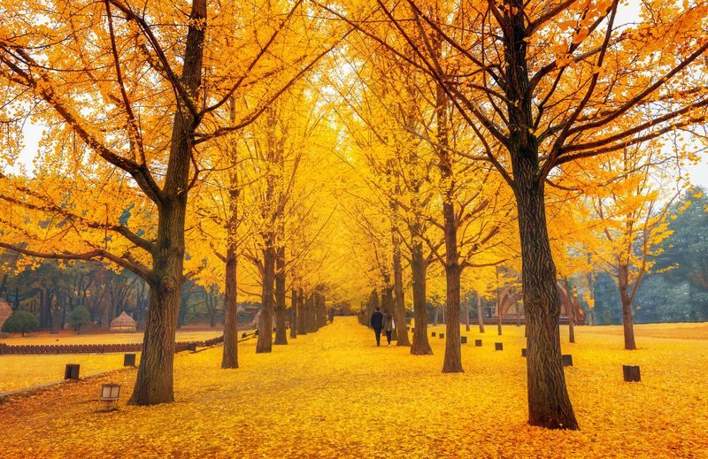 Nami Island All-in-One: Alpaca, Rail Bike,Garden Morning Calm & more - Garden of Morning Calm and themed villages
