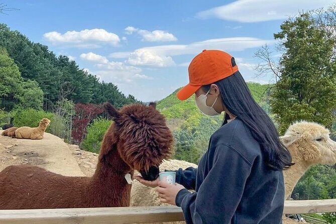 Nami Island, Alpaca World and Railbike Kimyujeong Tour - Good To Know