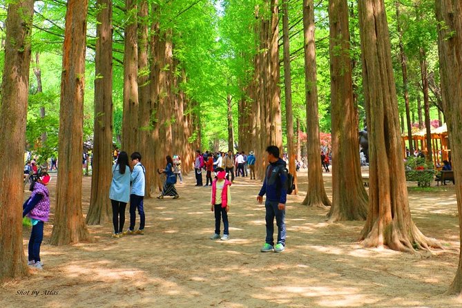 Nami Island and Petite France {Private Day Tour} - Tour Overview and Highlights