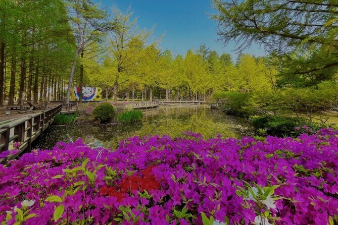 Nami Island and Rail Bike Day Trip from Seoul - Who Is This Tour Best For?