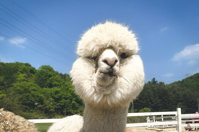 Nami Island, Apple Picking & The Alpaca Garden - Good To Know