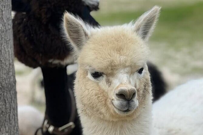 Nami Island, Apple Picking & The Alpaca Garden - Convenient Return and Tour Logistics