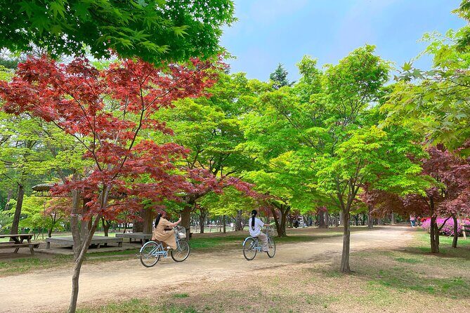 Nami Island, Apple Picking & The Alpaca Garden - The Value of This Experience