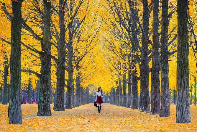 Nami Island, Apple Picking & The Alpaca Garden - Who Is This Tour Best For?