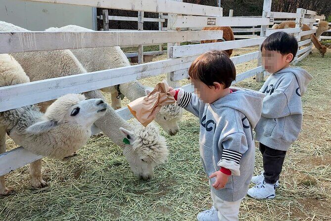 Nami Island, Apple Picking & The Alpaca Garden - Final Thoughts