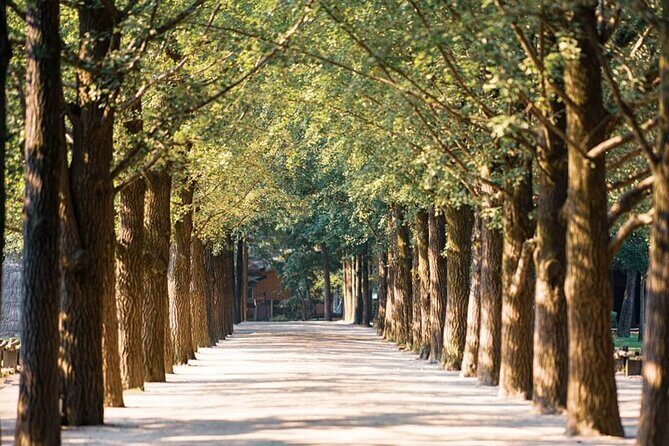 Nami Island, Morning Calm, Rail bike & Autumn Light Festival - A Deep Dive into the Day’s Highlights