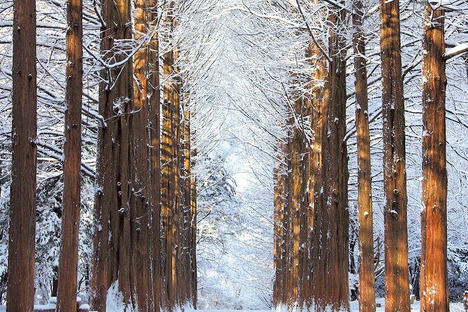 Nami Island One Day Trip with Gangchon Rail Bike from Seoul - Beyond the Itinerary: What We Love About This Tour