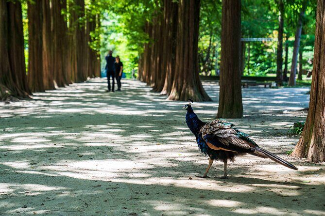 Nami Island Private Photo Tour with options - Who Is This Tour Best Suited For?
